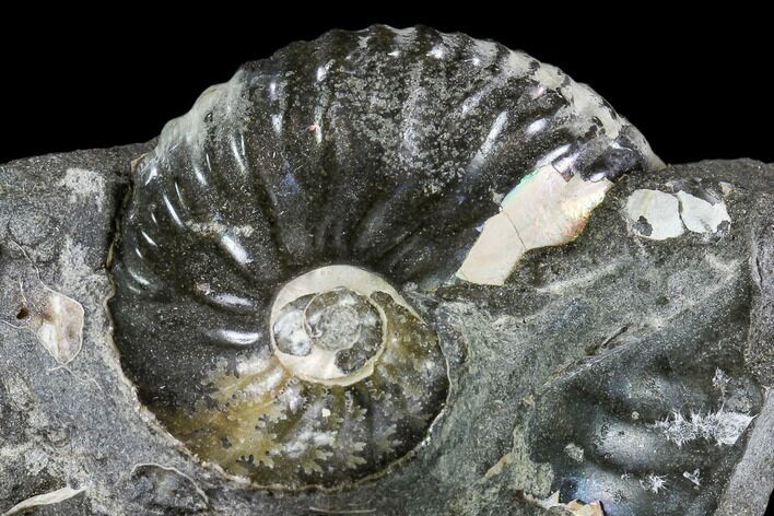 Hoploscaphites Ammonite - South Dakota #110581